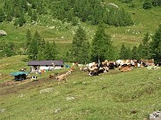 26 Mandria al pascolo 